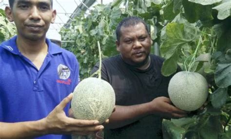 Periksa terjemahan 'cantaloupe' ke dalam bahasa melayu. Anim Agro Technology: ROCK MELON - SATU TESTIMONI