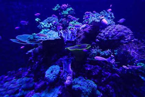 Bioluminescence 9 Incredible Glowing Sea Creatures
