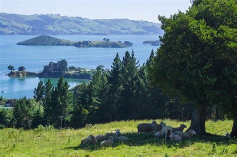 5 Of The Best Things To Do In Broad Bay Otago Peninsula Near Me