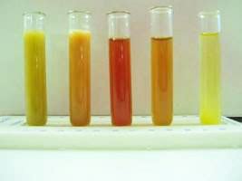 What does normal rabbit pee look like?