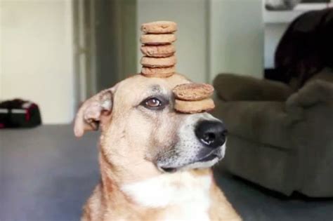 (engl.) hästens betten, die leidenschaft das beste bett zu bauen verbindet tradition, perfektion im handwerk, mit neuen produktionsmöglichkeiten. Jetzt wird's tierisch! S01E03: Die witzige Welt der Hunde ...