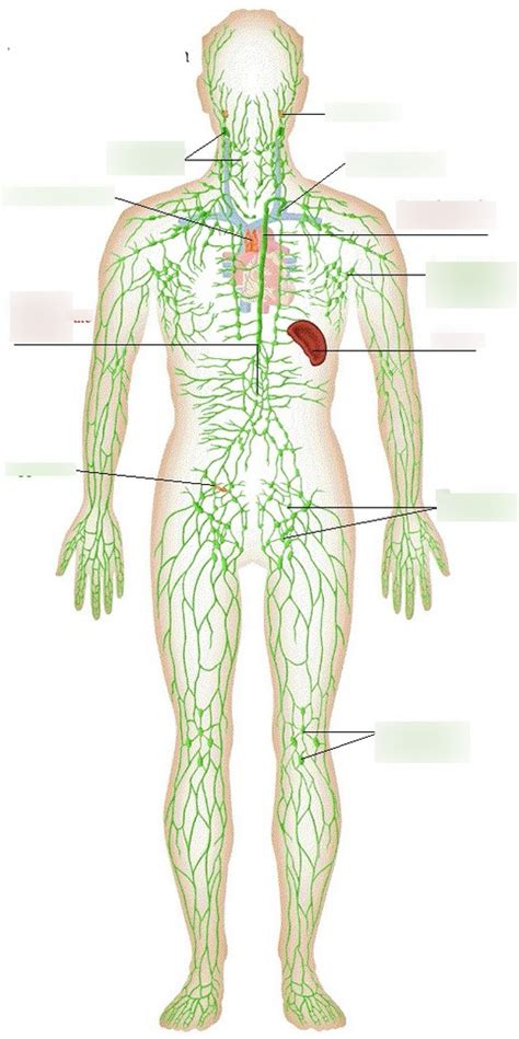 Medical Terminology Chapter 10 Lymphatic System Terms Diagram Quizlet