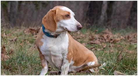 Beagle Dachshund Mix Complete Guide