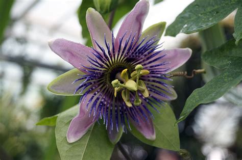 Passiflora Known Also As The Passion Flowers Or Passion