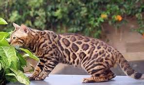 Tidak heran jika harga kucing bengal ini mahal, mulai dari 2,5 jutaan. Satu-satunya Breeder Kucing Bengal di Yogyakarta - Meongers