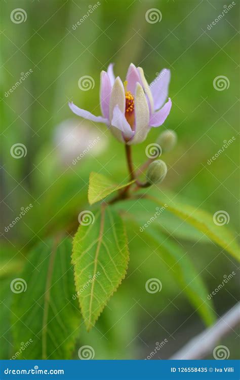 Tropical East African Shrub Stock Image Image Of Outdoors Plant