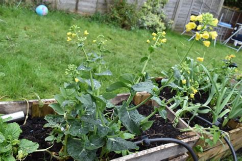 Growing And Harvesting Sprouting Broccoli Makergardener