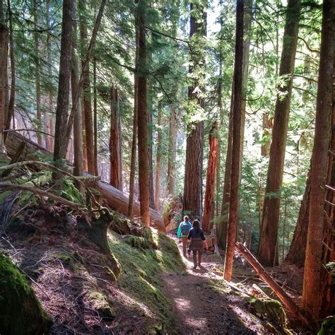 Making The Most Of Your Ancient Forest Hike Oregon Wild