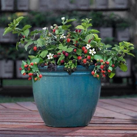 6 Types Of Berries That Are Easy To Grow In Containers Bob Vila