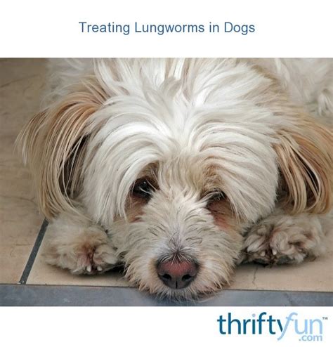 Lungworms reside in a cat's lungs and are a less common parasite. Treating Lungworms in Dogs? | ThriftyFun