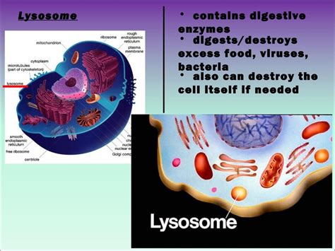 Cell Organelle Powerpoint Presentation