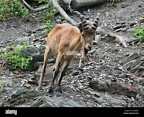 Big Male Mountain Goat Stock Photo Alamy