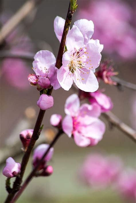 Peach Blossoms Spring Blossom Springs Anne Lovely Beautiful