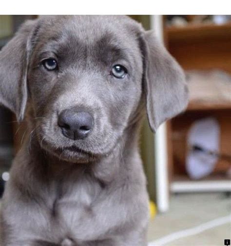 English Lab Puppies California