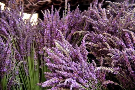 Lavender In Provence Understanding The Essentials