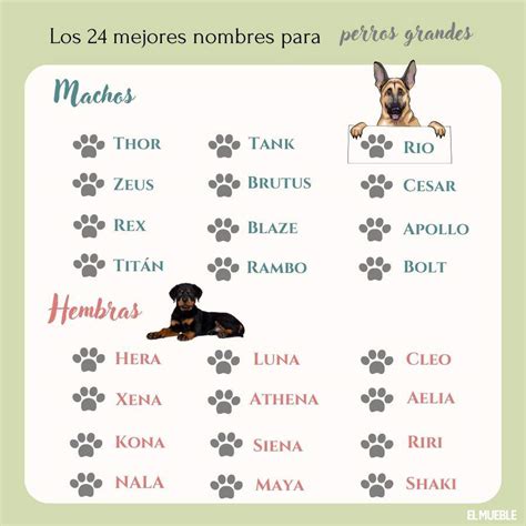 Nombres Para Perros Grandes Y Su Significado