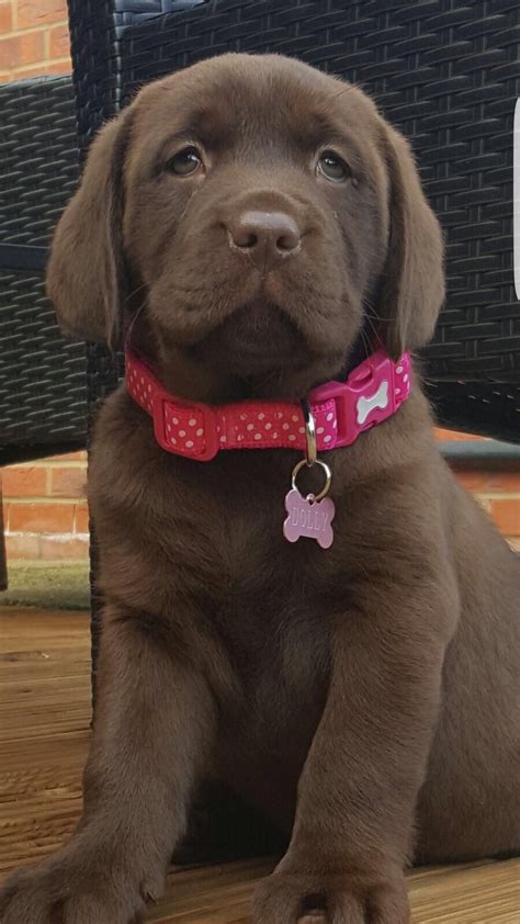 Perro Labrador Retriever Cute Labrador Puppies Lab Puppy Cute Dogs
