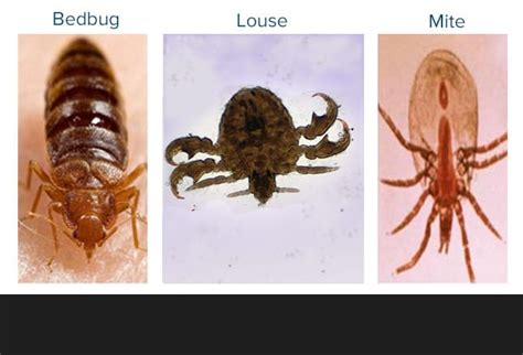 Facts About Bed Bugs Tooele County Health Department