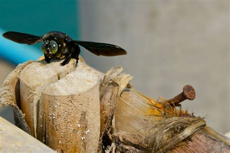 Females usually nest in rotting wood or under loose bark of dead. Habits and Traits of Carpenter Bees (Genus Xylocopa)