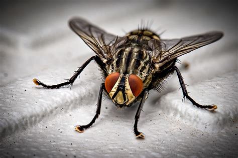 Housefly Wallpapers - Wallpaper Cave