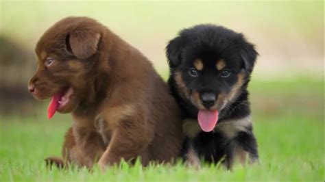 Cute Puppy Baby Dog Playing In The Green Park Cute And Funny