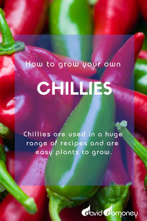 How To Grow Your Own Chillies David Domoney Easy Plants To Grow Easy