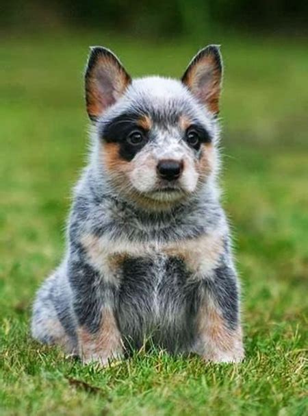 This Blue Heeler Puppy