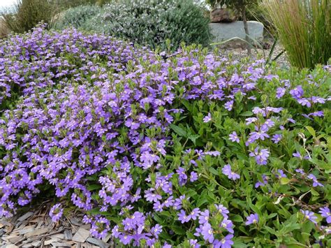 Australian Native Shrub With Purple Flowers Australian Natives For