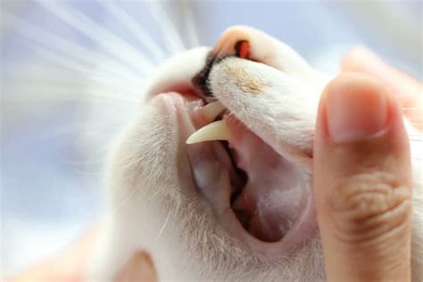 Cat Teeth Cleaning How To Clean Cat S Teeth