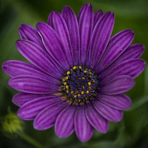 Purple Daisy Photograph By Robert Fawcett Fine Art America