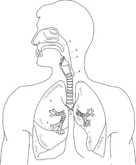 Sistema Respiratorio Para Colorear Sin Nombres Aparato Digestivo Sin