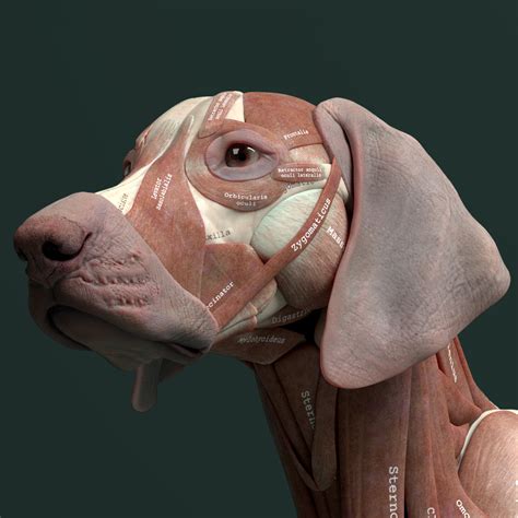Artstation Canine Anatomy Model Resources
