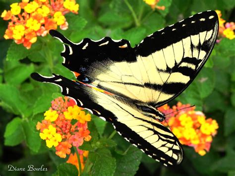 Beauty In Nature Eastern Tiger Swallowtail Diane Bowles Flickr