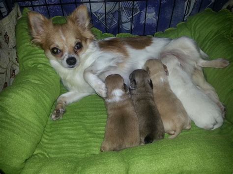 Maybe you would like to learn more about one of these? 4 long haired Chihuahua puppies 4 sale | Blackwood, Caerphilly | Pets4Homes