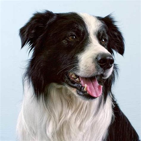 Border Collie Alchetron The Free Social Encyclopedia