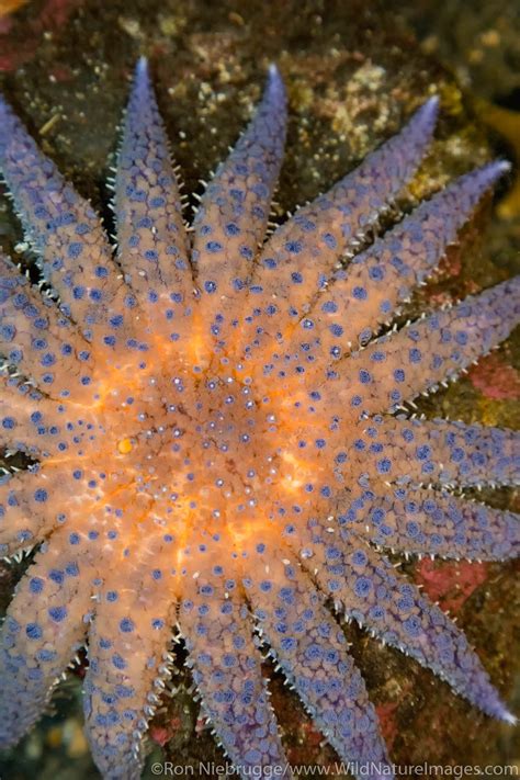 Sunflower Sea Star Photos By Ron Niebrugge