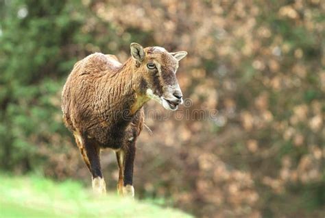 Mouflon Female Portrait Stock Photo Image Of Hunting 120632756