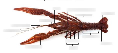 Crayfish Dissection Exterior Diagram Quizlet