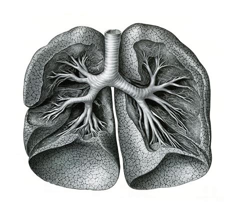 Lungs Photograph By Microscapescience Photo Library Fine Art America