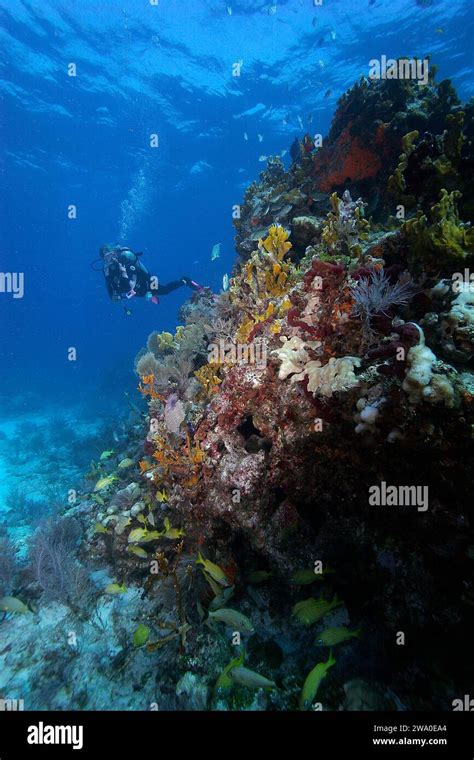 A Woman Scuba Diver Exploring A Coral Reefin The Florida Keys National