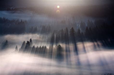 Hd Wallpaper Foggy Forest Mist Nature Landscape Lens Flare