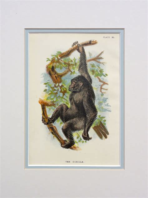 Gorilla Original Chromolithograph From Lloyds Natural History 1896