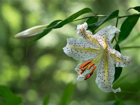 Lilium Auratum Unleashing The Beauty Care Tips And Uses