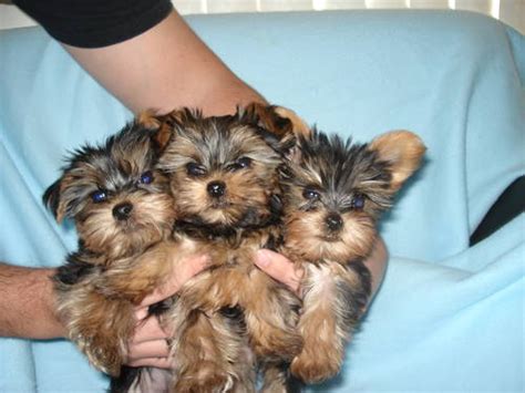 These dogs are likely to weigh between 2 to 4 pounds. Teacup Yorkie Puppies For Free Adoption - Lenexa, KS | ASNClassifieds