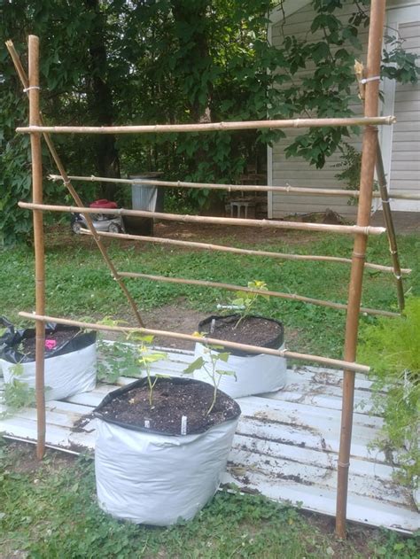 My 1 Diy Cucumber Trellis Harvested Free Bamboo From A Woman On Fb