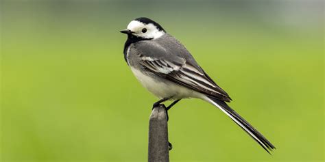 Pied Wagtail Nest Diet And Facts Ark Wildlife Uk