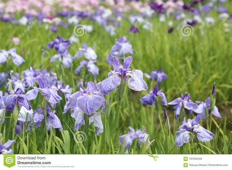 Japanese Irises In Early Summer Stock Image Image Of Outdoor Nature
