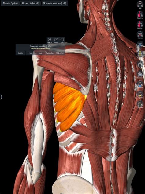 All About The Serratus Anterior Thrive Physical Therapy