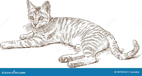 Sketch Of A Lying Striped Cat Stock Vector Illustration Of Mammal