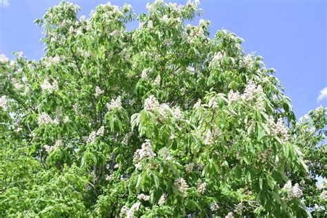 A Flowering Chestnut Tree Ulyanovsk Stock Photo Image Of Wildflower
